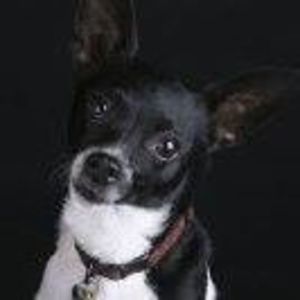 Meet your Posher, Mario